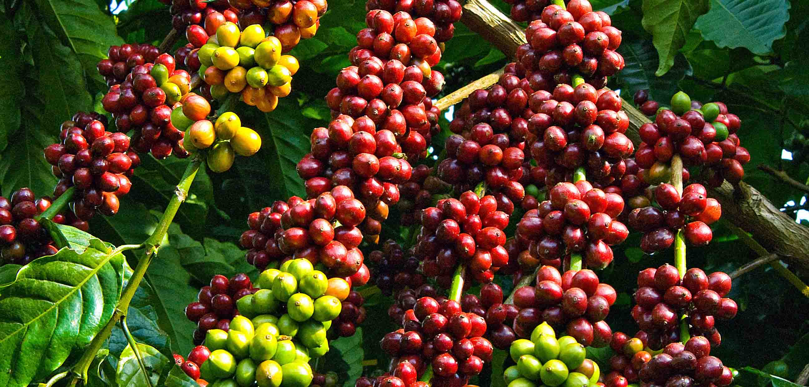 Cà phê Arabica Cầu Đất Việt Nam