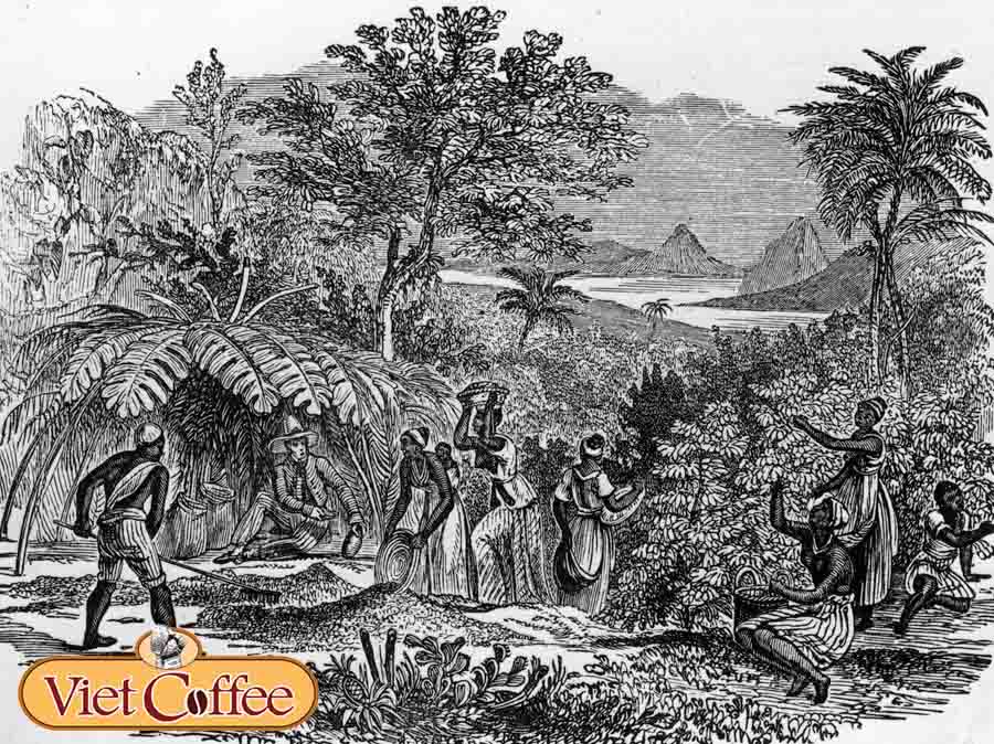 Trang trại trồng cà phê ở Brazil thế kỷ 18
