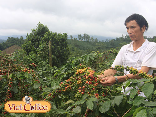 Thu hoạch cà phê Arabica ở Quảng Trị